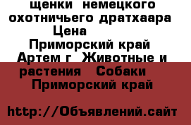 щенки  немецкого охотничьего дратхаара › Цена ­ 4 000 - Приморский край, Артем г. Животные и растения » Собаки   . Приморский край